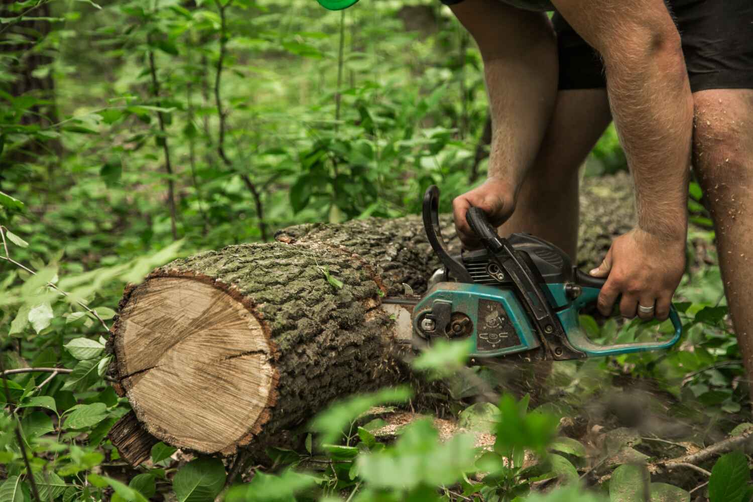 Best Stump Grinding Near Me  in USA